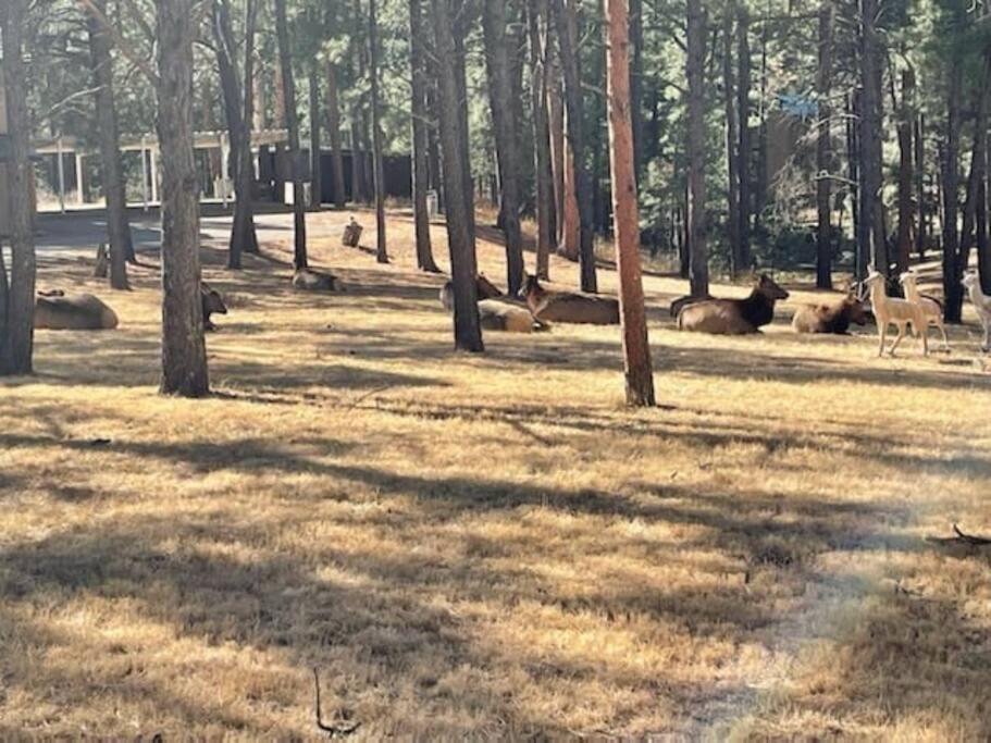 Perk Canyon Hidden Acres-Hot Tub-Gas Fireplace Ruidoso Exterior photo
